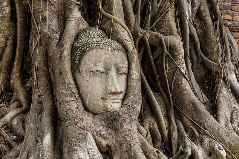 Buddha Head in Tree Roots